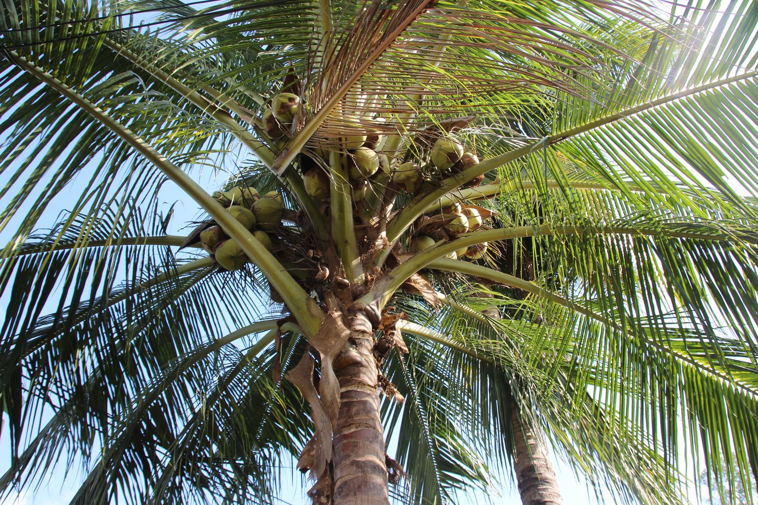 consider us to find a transparent partner for sourcing coconut fatty acids with a traceable supply chain