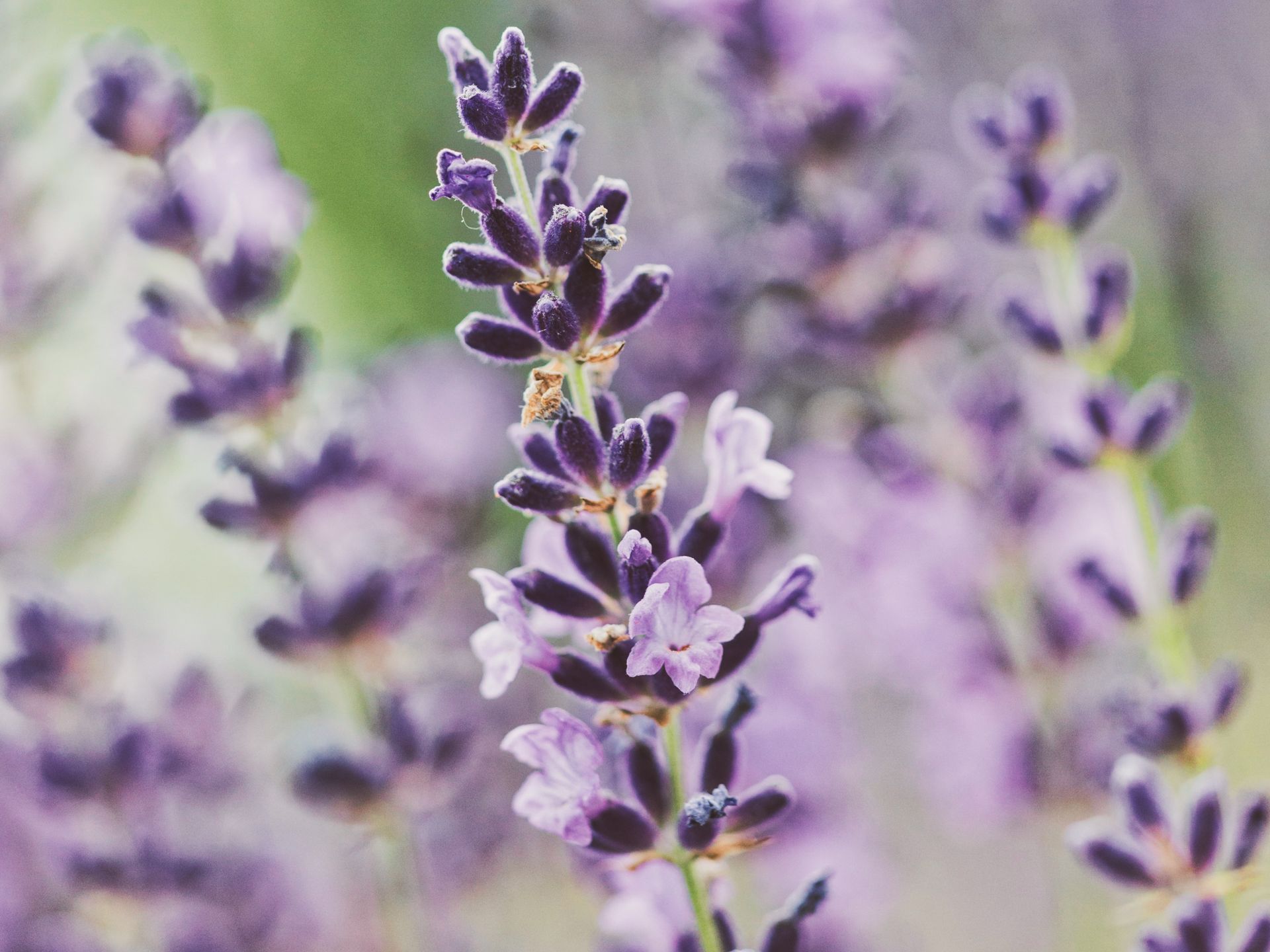 we produce a wide range of hydrolates such as lavender-hydrolate, organic (analogcert.)