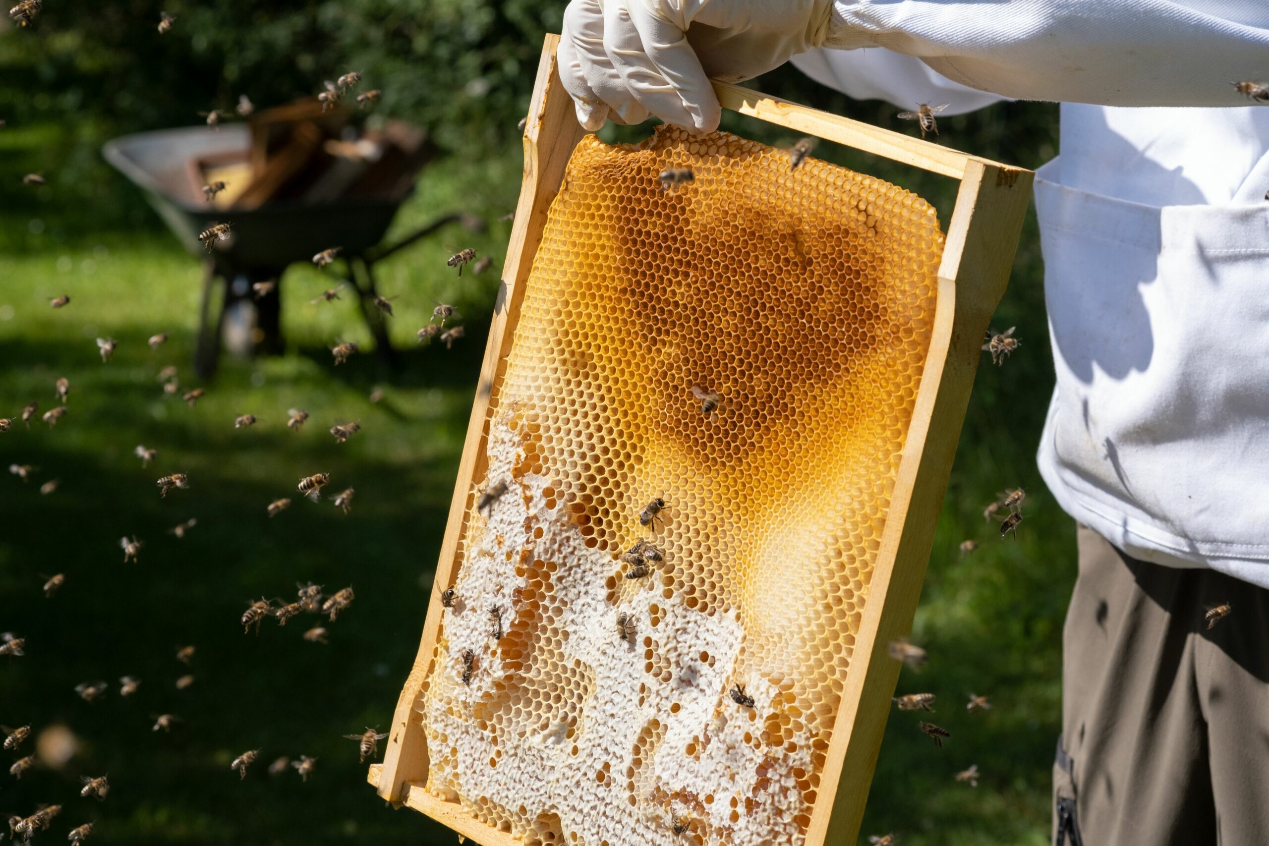 bees wax from German and Austrian organi apiculture safeguars another source of income for organic beekeepers