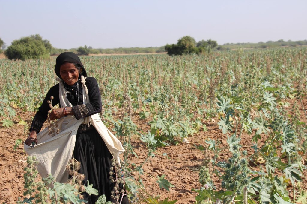 Im Geschäft geht es um Menschen, die mit Spaß und Sorgfalt arbeiten, wie hier bei der Rizinusernte in Gujarat