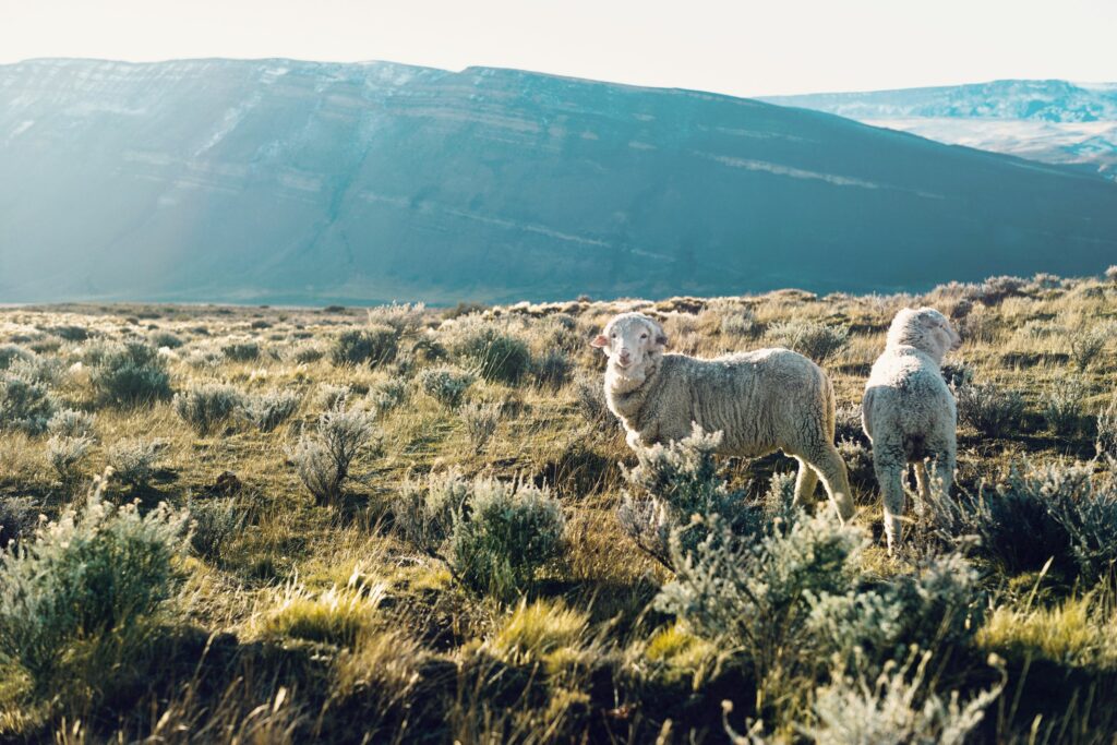 Wir bieten ein vielfältiges Produktportfolio bestehend aus Bio-, demeter- und Fair for Life-zertifizierten Ölen, Hydrolaten und Wachsen an. Wie hier: Lanolin aus ökologischer Tierhaltung in Argentinien