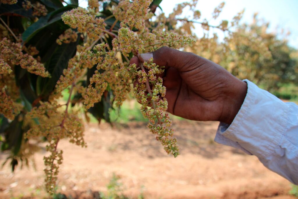 Mango pulp for sustainable livelihoods!