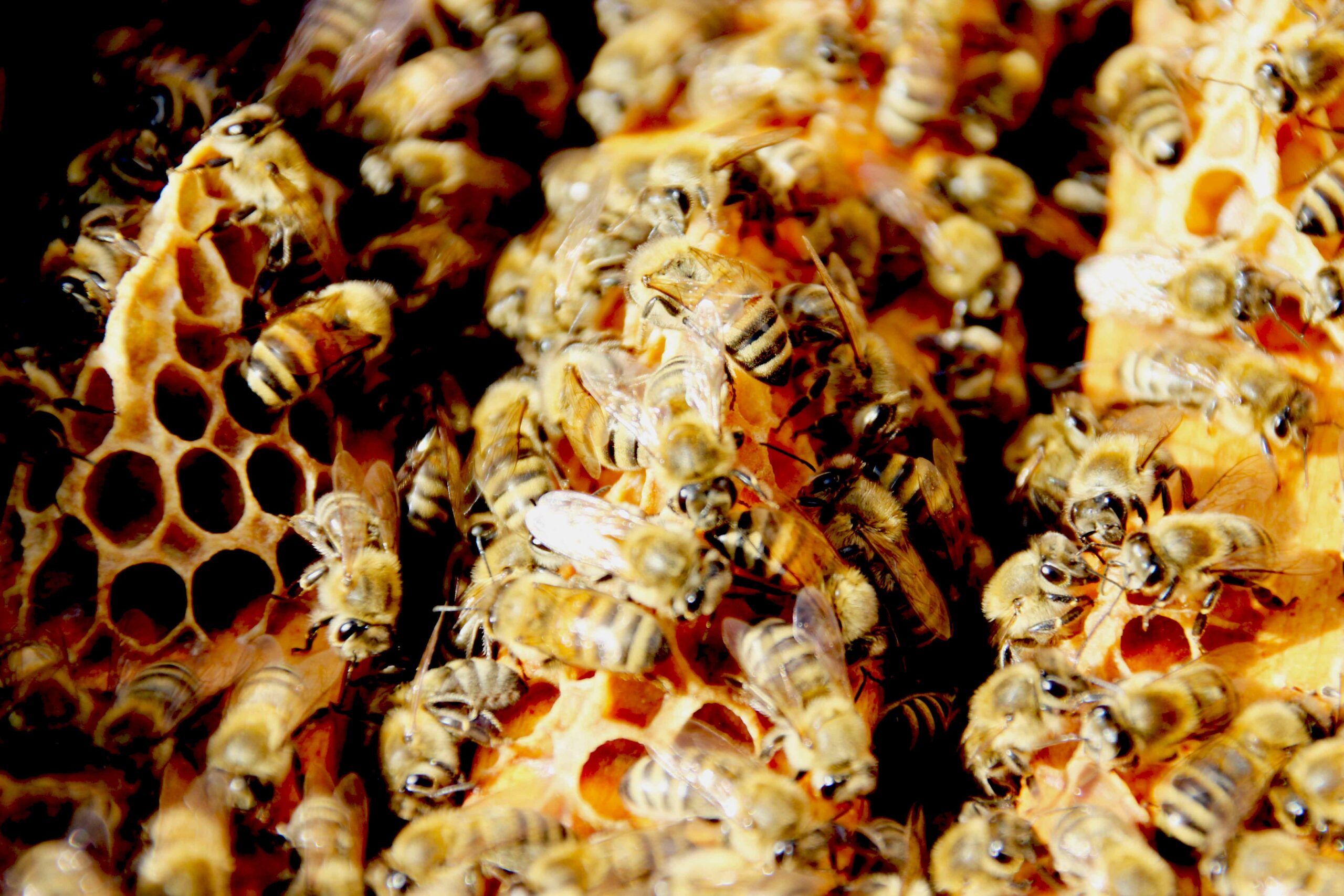 we offer bees wax, from organic apiculture