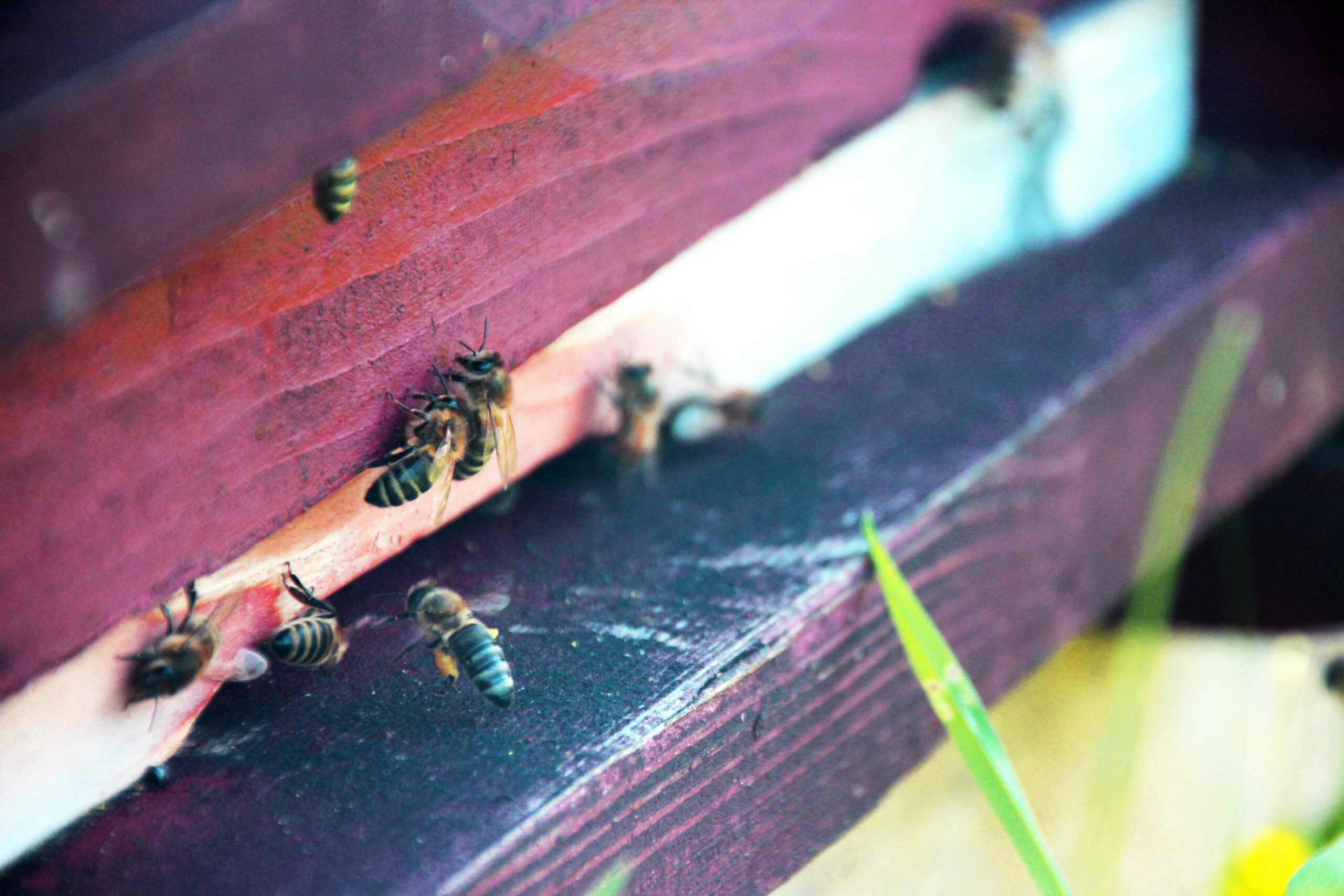 wir bieten Bienenwachs aus Bio Imkerei wie z.B. Bioland-zertifizierte Imkerei