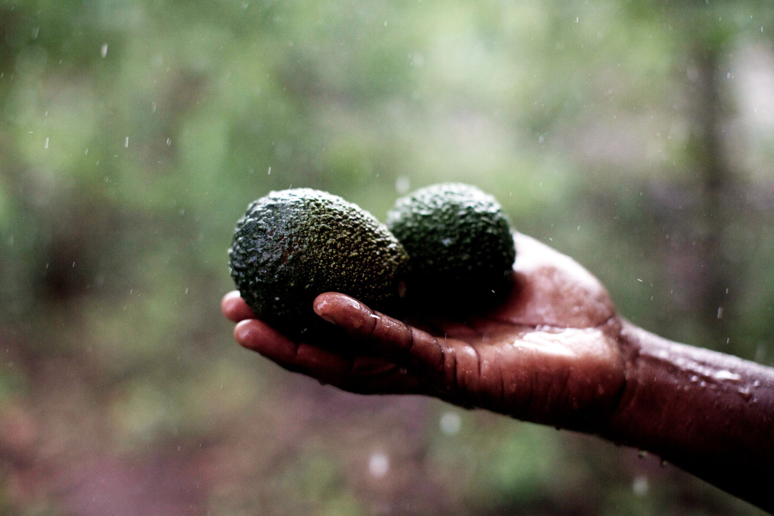 we offer fairly traded avocado oil from our long-lasting partner Limbua